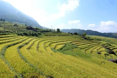 [Photo] Mùa vàng trên những thửa ruộng bậc thang ở Lai Châu