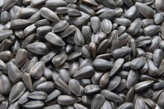 Nhiều doanh nghiệp tạm dừng xuất khẩu hạt hướng dương sang Nga