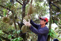 Xuất khẩu rau quả 8 tháng năm 2023 tiếp tục bùng nổ, tăng 57,5%