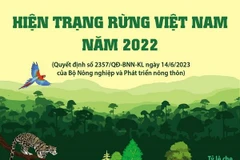 [Infographics] Tổng quan về hiện trạng rừng Việt Nam năm 2022