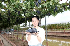 Vườn nho ngọt trên vùng đất mặn Cà Mau - điểm đến thu hút du khách