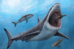 Khoa học chứng minh cá mập khổng lồ megalodon là loài máu nóng