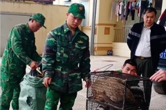 Cao Bằng: Bắt giữ đối tượng vận chuyển trái phép 72 cá thể cầy vòi