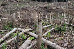 Hiện trường vụ tàn phá trái phép gần 5 ha rừng tự nhiên ở Gia Lai