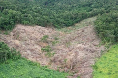 Gia Lai: Phát hiện gần 5 ha rừng tự nhiên bị tàn phá trái phép