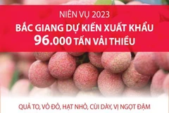 Bắc Giang dự kiến xuất khẩu 96.000 tấn vải thiều trong niên vụ 2023
