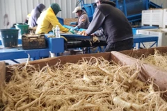 Câu chuyện thành công của doanh nghiệp Canada gốc Việt nhờ CPTPP