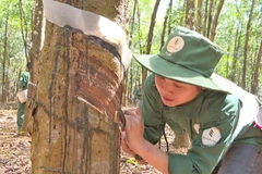 Doanh nghiệp cao su Việt Nam tại Lào chú trọng công tác an sinh xã hội