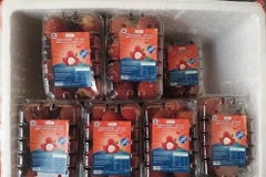 Quả vải không hạt Việt Nam lần đầu có mặt tại thị trường Anh