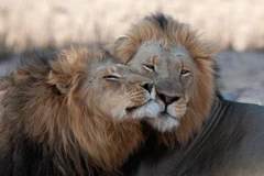 Khám phá mới về xu hướng tình dục đồng tính ở các loài động vật có vú