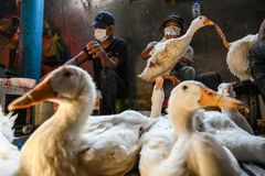 Campuchia công bố kiểm soát tình hình dịch cúm gia cầm H5N1