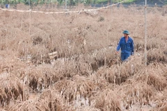 Hơn 400 cành đào của ông Đỗ Văn Thăng (làng Phú Thượng) bị chết do ngập nước, thiệt hại ước tính hơn 200 triệu đồng. (Ảnh: Hoàng Hiếu/TTXVN)