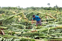 Nhiều diện tích chuối của người dân xã Tân Hưng, thành phố Hưng Yên bị gãy đổ do ảnh hưởng bão số 3. (Ảnh: Đinh Văn Nhiều/TTXVN)