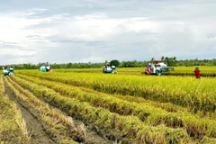 Thu hoạch lúa chất lượng cao tại Sóc Trăng. (Ảnh: Trung Hiếu/TTXVN)