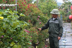 Nông dân Mê Linh đang chăm sóc hoa chuẩn bị trưng bày tại Fesival. (Ảnh: Hoàng Đạt/Vietnam+)