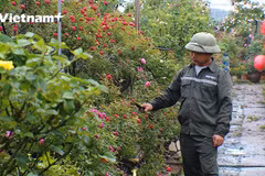 Nông dân Mê Linh đang chăm sóc hoa chuẩn bị trưng bày tại Fesival. (Ảnh: Hoàng Đạt/Vietnam+)