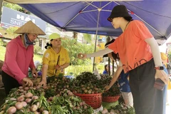 Du khách chọn mua mận Tam hoa tại chợ Trung tâm thị trấn Bắc Hà. (Ảnh: Quốc Khánh/TTXVN)