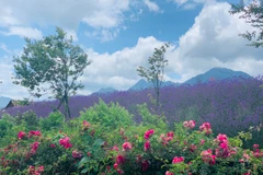 Sapa đón nhận kỷ lục Thung lũng hoa hồng lớn nhất Việt Nam