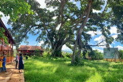 [Photo] Lạ lùng cây đa khổng lồ hai thân của người Thái ở Sơn La 