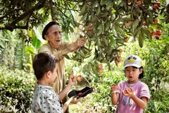 Trẻ em thích thú thu hoạch cây vải thiều trăm tuổi ở Thanh Hà 