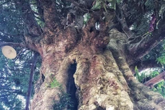 [Photo] Lạ lùng 'cụ vải' khổng lồ hơn 300 tuổi của người Mường 