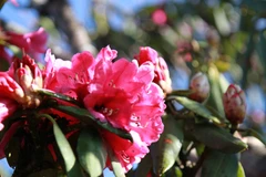 Đỗ quyên bung nở dưới nắng. (Ảnh: Mai Mai/Vietnam+)