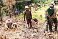 Công nhân Công ty Sài Gòn-Đà Lạt đang trồng lại diện tích rừng bị lấn chiếm trái phép. (Ảnh: Quốc Hùng-Đặng Tuấn/TTXVN)
