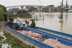 Chiếc thuyền chở lợn bị lực lượng chức năng bắt giữ. (Ảnh: Công Mạo/TTXVN)
