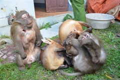 Nhiều cá thể động vật hoang dã thuộc nhóm quý hiếm trong số tang vật được cơ quan chức năng thu giữ. (Ảnh: Xuân Tiến/TTXVN)