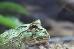 Ếch cảnh pacman-vật cưng lạ của giới trẻ Hà thành