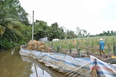 Người dân trồng thanh long ở huyện Lấp Vò, Đồng Tháp, tự làm đê bao bảo vệ sản xuất vườn cây ăn trái trong mùa mưa lũ. (Ảnh: Chương Đài/TTXVN)