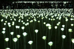 Ảnh chỉ có tính minh họa. (Nguồn: AFP/TTXVN)