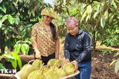 Phân bón chịu thuế suất 5%: Không nên để nông dân thêm áp lực