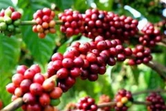 Càphê Buôn Ma Thuột. (Ảnh: Huy Hiệp/Vietnam+)