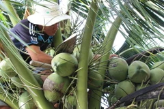 Kỷ nguyên dầu cọ kết thúc, liệu có khủng hoảng cây dừa?