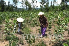 Chăm sóc rừng mới trồng. Ảnh minh họa. (Nguồn: TTXVN)