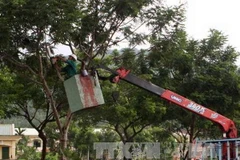 Chặt tỉa cây phòng chống bão. Ảnh minh họa. (Nguồn: TTXVN)