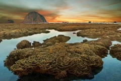 Quần thể san hô, Hòn Yến, huyện Tuy An, Phú Yên. (Ảnh: Châu Đạo Cường/TTXVN phát)