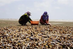 Người dân thu hoạch ốc viết trôi dạt vào bờ. (Ảnh: Huỳnh Phúc Hậu/TTXVN)