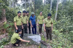 Lực lượng chức năng tiến hành thả 4 cá thể Don về môi trường tự nhiên tại Khu dự trữ thiên nhiên Mường Nhé. (Ảnh: TTXVN phát)