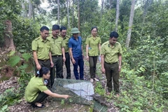 Lực lượng chức năng tiến hành thả 4 cá thể Don về môi trường tự nhiên tại Khu dự trữ thiên nhiên Mường Nhé. (Ảnh: TTXVN phát)