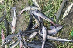 Mưa lũ cuốn trôi khoảng 5 tấn cá tầm đến thời điểm thu hoạch của gia đình ông Đỗ Trí Đoàn. (Ảnh: TTXVN phát)