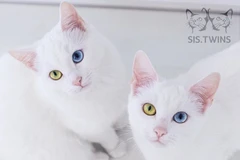 Iriss và Abyss. (Nguồn: odditycentral.com)