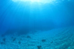 Ảnh minh họa. (Nguồn: worldwildlife.org)