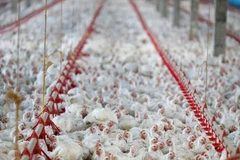 Một trại nuôi gà ở Lapa, bang Parana, Brazil. (Nguồn: Reuters)