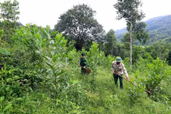 (Ảnh minh họa. Quang Quyết/TTXVN)