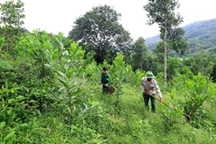 (Ảnh minh họa. Quang Quyết/TTXVN)