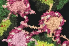 (Nguồn: abc.net.au)