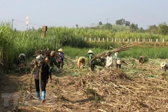 Ảnh minh họa. (Nguồn: TTXVN)