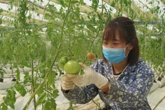 (Ảnh: Quang Thanh/TTXVN)